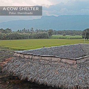 Cow shelter using coconut thatch